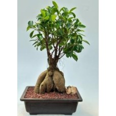 Bonsái de ficus ginseng
(Ficus retusa)