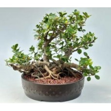 Bonsái de ficus de la Isla Verde (Ficus microcarpa)