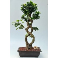 Bonsái de ficus verde esmeralda con frutos
Tronco trenzado
(Ficus microcarpa)