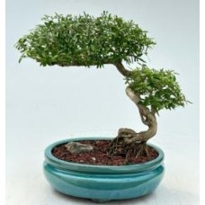 Serissa blanca floreciente china
Bonsái de las mil estrellas
Estilo semicascada
(serissa japonica)