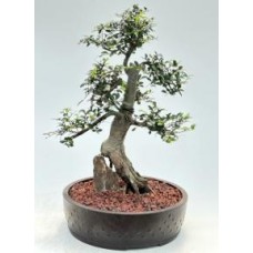 Bonsái de olmo chino
Estilo de raíces sobre roca
(Ulmus parvifolia)