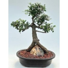 Bonsái de olmo chino
Estilo de raíces sobre roca
(Ulmus parvifolia)