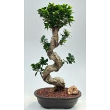 Bonsái de ficus verde esmeralda con frutos
Tronco curvado y ramas escalonadas
(Ficus microcarpa)