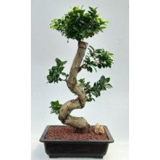 Bonsái de ficus verde esmeralda con frutos
Tronco curvado y ramas escalonadas
(Ficus microcarpa)