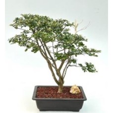 Bonsái de mirto crespón 'Diamond Dazzle' en flor
(Lagerstroemia 'PIILAG I')