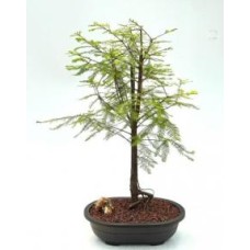 Árbol bonsái de ciprés calvo
(taxodio distichum)