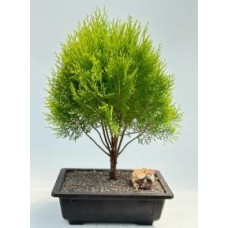 Bonsái de ciprés Lawson dorado (Chamaecyparis lawsoniana 'Kelleriis Gold')