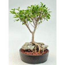Bonsái de Ficus Retusa
Estilo de raíces sobre roca
(Ficus retusa)