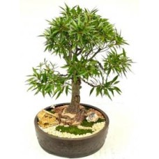 Bonsái de Ficus de Hoja de Sauce (Ficus Nerifolia/Salisafolia)