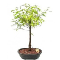 Árbol bonsái de ciprés calvo
(taxodio distichum)