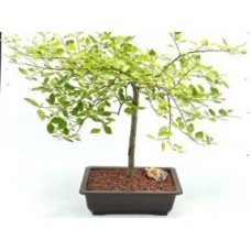 Bonsái de sauce llorón en flor (Salix caprea 'pendula')