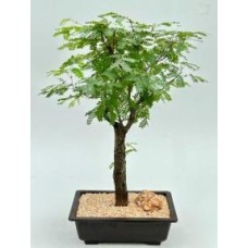 Bonsái de caoba de la especie Lysiloma sabicu (Lysiloma sabicu)