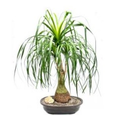 Bonsái de palmera cola de caballo (Beaucamea recurvata)