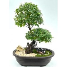 Bonsái de ciruelo dulce en flor
Tronco curvado y raíces expuestas
(Sageretia theezans)