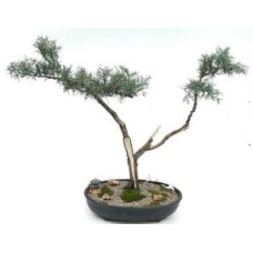 Árbol bonsái de enebro Shimpaku
(shimpaku itoigawa)