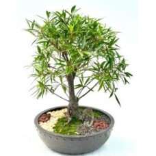 Bonsái de Ficus de Hoja de Sauce (Ficus Nerifolia/Salisafolia)