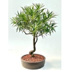Bonsái de Podocarpus en flor
Tronco curvado
(Podocarpus macrophyllus)