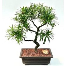 Bonsái de Podocarpus en flor
Tronco curvado y ramificación escalonada
(Podocarpus macrophyllus)