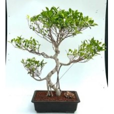 Bonsái de Ficus Retusa
Tronco curvado y ramas escalonadas
(Ficus retusa)