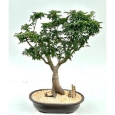 Árbol bonsái de arce japonés Shishigashira
(acer palmatum 'shishigashira')9