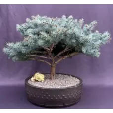 Bonsái de abeto azul globo (Picea pungens 'Globosa')