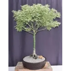 Bonsái de arce japonés mariposa (Acer palmatum 'Butterfly')