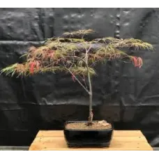 Bonsái de arce japonés 'Crimson Queen'
(Acer palmatum var. dissectum 'Crimson Queen')