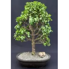 Árbol bonsái de jade bebé
(Portulacaria Afra)