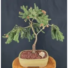 Bonsái de abeto noruego enano (Picea abies 'pusch')