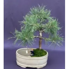 Árbol Bonsái De Pino Mugo
(pinus mugo 'cojín del valle')