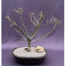 Bonsái de arce verde japonés (Acer palmatum 'Mikawa Yatsubusa')