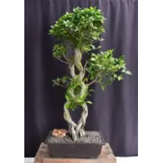 Bonsái de ficus verde esmeralda con frutos
Tronco trenzado
(Ficus microcarpa)