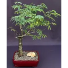 Bonsái de caoba de la especie Lysiloma sabicu (Lysiloma sabicu)