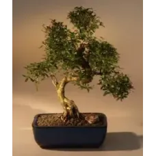Serissa blanca florecida china
Bonsái de mil estrellas
Tronco curvo extragrande
(Serissa japonica)
