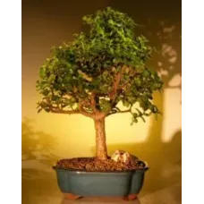 Árbol Bonsái Bebé Jade - Extra Grande
(Portulacaria Afra)