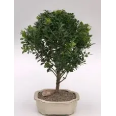 Bonsái de acebo japonés enano (Ilex crenata 'piccolo')
