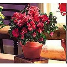 Planta de flor grande