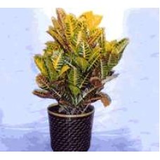 Croton
