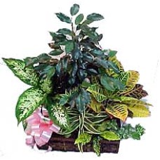 Conjunto de plantas medianas