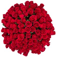 100 rosas rojas de tallo largo
