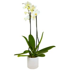Orquídea en maceta