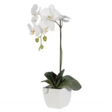 1 orquídea blanca