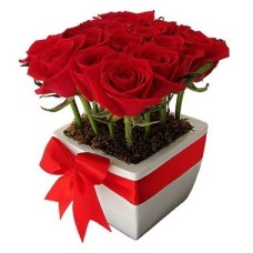 Sólo 12 rosas
