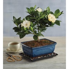 Regalo de árbol bonsái de gardenia