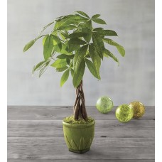 Árbol del dinero