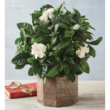Gardenia de 4"