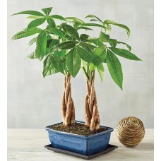 Árbol del dinero doble