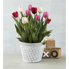 tulipanes