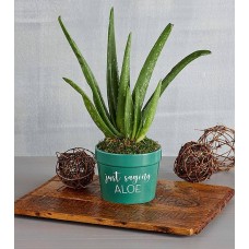 Regalo de planta de aloe "Solo digo"
