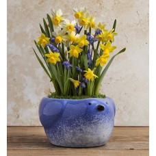 Mezcla de narcisos en maceta para pájaros